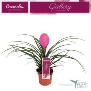 Tillandsia Anita Tillandsia Anita 9 cm
(18 Plants/Order)(9cmP 35cmH)