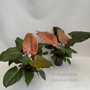 Philodendron Philodendron Summer Glory 14cm
(6 Plants/Order)(14cmP 45cmH)
