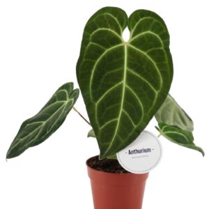 Anthurium Leaf Anthurium Regale
(8 Plants/Order)(12cmP 45cmH)