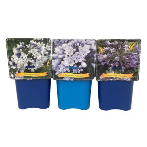 Agapanthus Agapanthus mix Laag C5
(1 Plants/Order)(21cmP 35cmH)