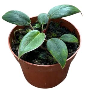 Homalomena Wallisii Camouflage Homalomena Red Sumatra
(6 Plants/Order)(10.5cmP 15cmH)