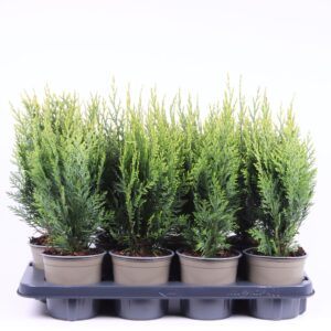 Chamaecyparis White Spo Chamaecyparis lawsoniana 'White Spot'
(6 Plants/Order)(13cmP 40cmH)