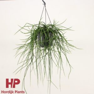 Rhipsalis floccosa Rhipsalis floccosa
(4 Plants/Order)(15cmP 35cmH)