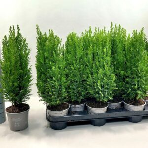 Chamaecyparis law. 'Ellwoodii Chamaecyparis Lawsoniana Ellwoodii P11
(12 Plants/Order)(11cmP 40cmH)