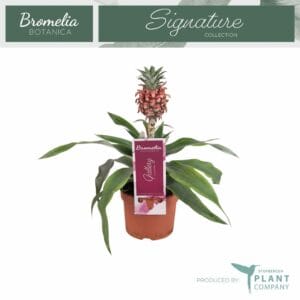 Ananas Rosita Ananas Rosita 9 cm Pot
(12 Plants/Order)(9cmP 25cmH)