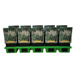 Delphinium Pacific Giant Galah Delphinium 'Galahad' P11
(10 Plants/Order)(11cmP 25cmH)