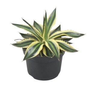 Agave lophantha 'Quadricolor' Agave lophanta `Quadricolour` 13 cm
(6 Plants/Order)(13cmP 20cmH)
