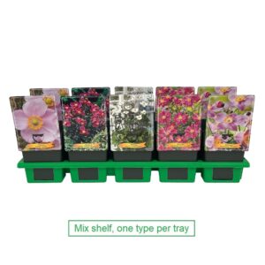 Anemone Anemone mix laag P11
(10 Plants/Order)(11cmP 25cmH)
