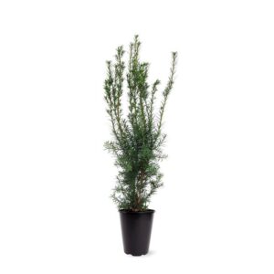 Taxus media Hicksii Taxus media 'Hicksii' (zonder etiket)
(1 Plants/Order)(21cmP 65cmH)