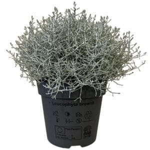 Calocephalus browni Calocephalus brownii
(6 Plants/Order)(17cmP 15cmH)