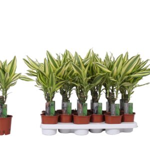 Dracaena Yellow Coast Dracaena Yellow Coast, 11 cm Pot
(12 Plants/Order)(11cmP 40cmH)
