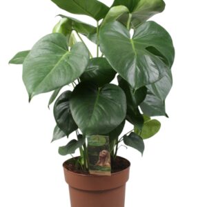 Monstera deliciosa Monstera Deliciosa
(1 Plants/Order)(21cmP 70cmH)