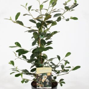 Magnolia Magnolia 'Fairy'® Honey Velvet P19/C3
(1 Plants/Order)(19cmP 50cmH)