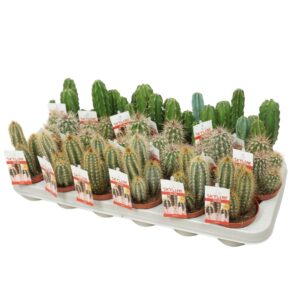Cereus Cereus skyline 8,5 cm met etiket
(18 Plants/Order)(8.5cmP 18cmH)