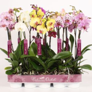 Phalaenopsis mixed Phalaenopsis 2 spike mixed
(10 Plants/Order)(12cmP 60cmH)