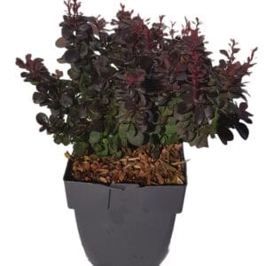 Berberis thunbergii 'Concorde'
(6 Plants/Order)(17cmP 30cmH)