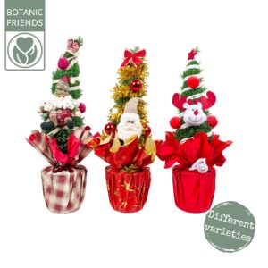 Chamaecyparis law. 'Ellwoodii Chamaecyparis Ellwoodii Christmas Friends ®
(1 Plants/Order)(17cmP 45cmH)