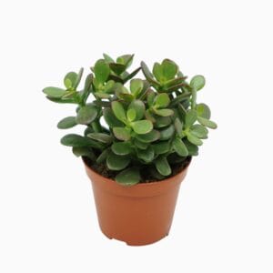 Crassula Minor 8,5 cm
(12 Plants/Order)(8.5cmP 10cmH)
