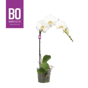 Phalaenopsis white more Ripsen King P15 BO White 1 spike
(7 Plants/Order)(15cmP 70cmH)