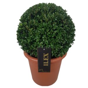Ilex crenata Stokes Ilex crenata 'Stokes ball p26 (th) 35-40 ©
(1 Plants/Order)(26cmP 35cmH)