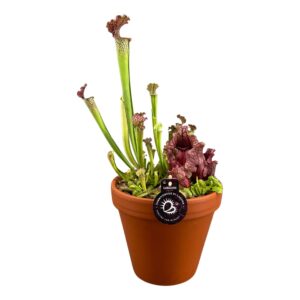 Vleesetende plants mixed 3 soort Vleesetende plants mix in 23 cm High terracotta Pot
(2 Plants/Order)(23cmP 50cmH)