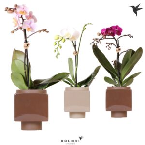 Phalaenopsis mixed Kolibri Orchids Phalaenopsis mix 1 spike in Cube Brown Pot
(6 Plants/Order)(9cmP 40cmH)