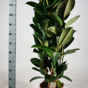 Ficus Elastica Robusta Ficus elastica 'Robusta' toef 2pp 130cm
(1 Plants/Order)(27cmP 130cmH)