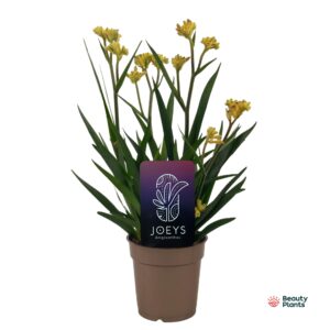 Anigozanthos other Anigozanthos Beauty Yellow®
(6 Plants/Order)(12cmP 40cmH)