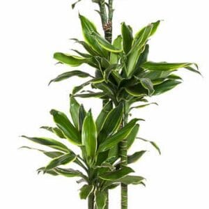 Dracaena Golden Coast Dracaena Gold Coast 90-60-30
(1 Plants/Order)(24cmP 150cmH)