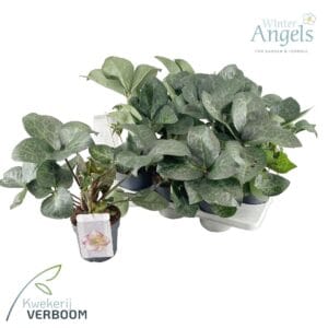 Helleborus Glendas Gloss Frostkiss p15 green
(6 Plants/Order)(15cmP 50cmH)