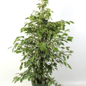 Ficus Golden King FICUS benjamina Golden King
(5 Plants/Order)(27cmP 135cmH)