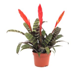 Vriesea Era Toef Vriesea Era
(9 Plants/Order)(10.5cmP 30cmH)