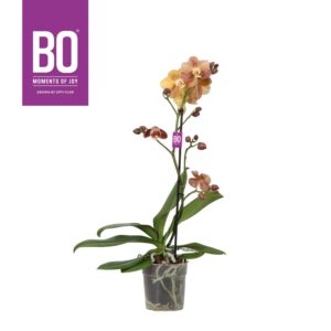 Phalaenopsis Monaco Colours P12 BO Monaco 1 spike
(10 Plants/Order)(12cmP 45cmH)