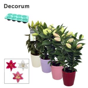 Lilium Lilium OR 3pp Ceramics LINO
(11 Plants/Order)(13cmP 45cmH)