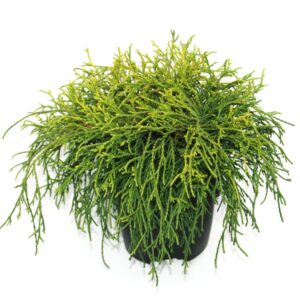 Chamaecyparis Sungold Chamaecyparis pisifera 'Sungold' P17
(6 Plants/Order)(17cmP 40cmH)