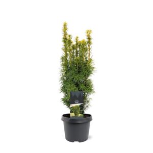 Taxus baccata David Taxus baccata 'David'
(1 Plants/Order)(19cmP 45cmH)