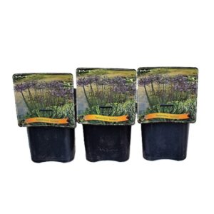 Agapanthus Agapanthus 'Sunfield' C5
(1 Plants/Order)(21cmP 35cmH)
