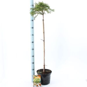Cryptomeria Cryptomeria j. ‘Little Champion' - 120 stam
(1 Plants/Order)(26cmP 120cmH)