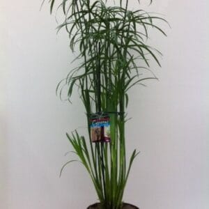 Cyperus Cyperus glabor
(1 Plants/Order)(23cmP 120cmH)