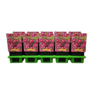 Anemone hupehensis Prinz Heinrich Anemone 'Prinz Heinrich' P11
(10 Plants/Order)(11cmP 25cmH)