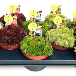 Sempervivum mix Sempervivum mix 13
(10 Plants/Order)(13cmP 12cmH)