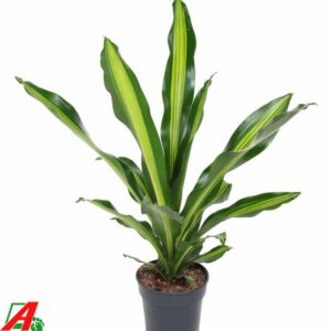 Dracaena Burley Dracaena Burley kopstek P21
(1 Plants/Order)(21cmP 80cmH)