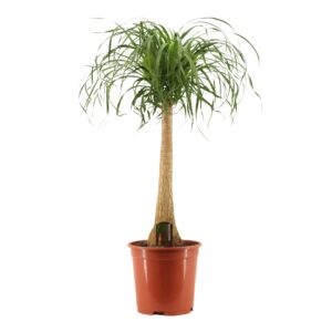 Nolina recurvata Beaucarnea Recht 27 cm
(1 Plants/Order)(27cmP 110cmH)