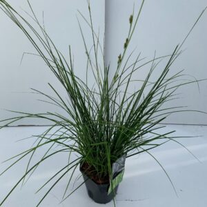 Carex oshimensis Carex 'Magic Green'
(6 Plants/Order)(17cmP 30cmH)