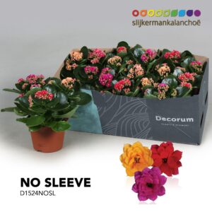 Kalanchoe Kalanchoe No Sleeve - Carnaval
(6 Plants/Order)(15cmP 26cmH)