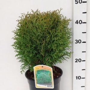 Thuja Little Giant Thuja occ. 'Little Giant'
(1 Plants/Order)(19cmP 45cmH)