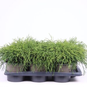 Chamaecyparis Filifera after Chamaecyparis pisifera 'Filifera Nana'
(1 Plants/Order)(17cmP 35cmH)