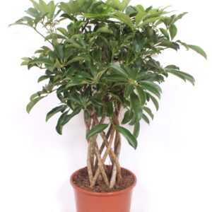 Schefflera Compacta Schefflera arboricola 'Compacta'
(1 Plants/Order)(24cmP 85cmH)