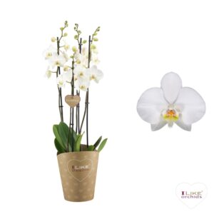 Phalaenopsis Leeds Duetto Leeds - 4 spike
(2 Plants/Order)(17cmP 70cmH)