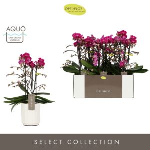 Phalaenopsis Morelia Optimost Morelia 3 spike in Molise White Aquo
(6 Plants/Order)(12cmP 45cmH)